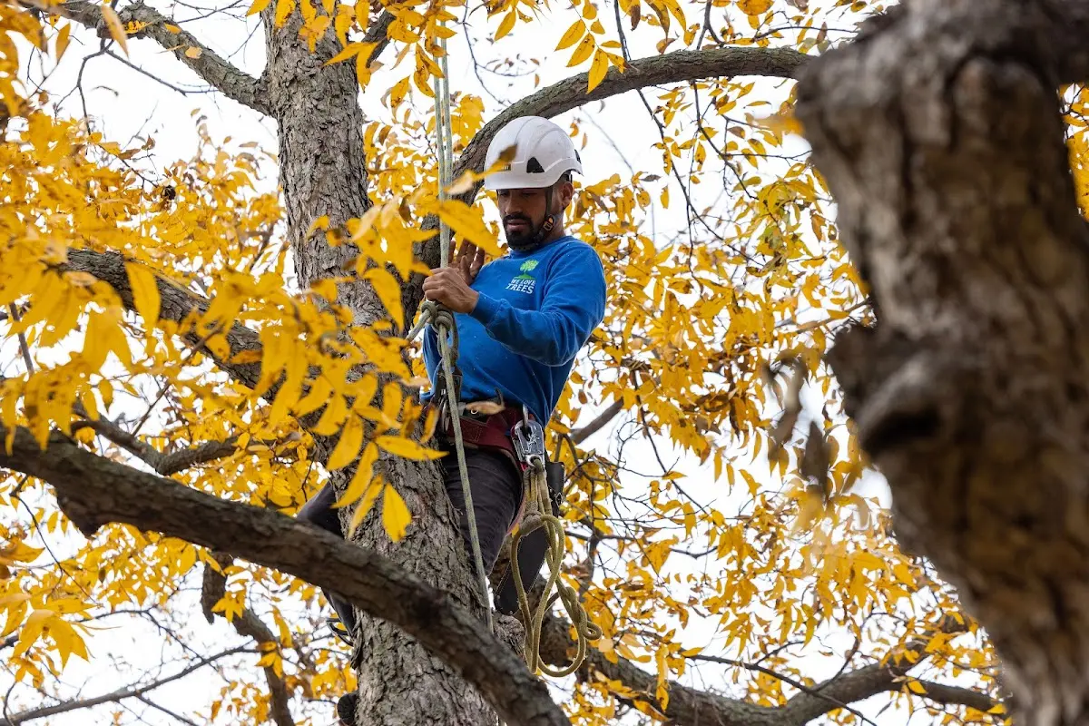 Skilled Tree Transplanting crew working in Vermilion